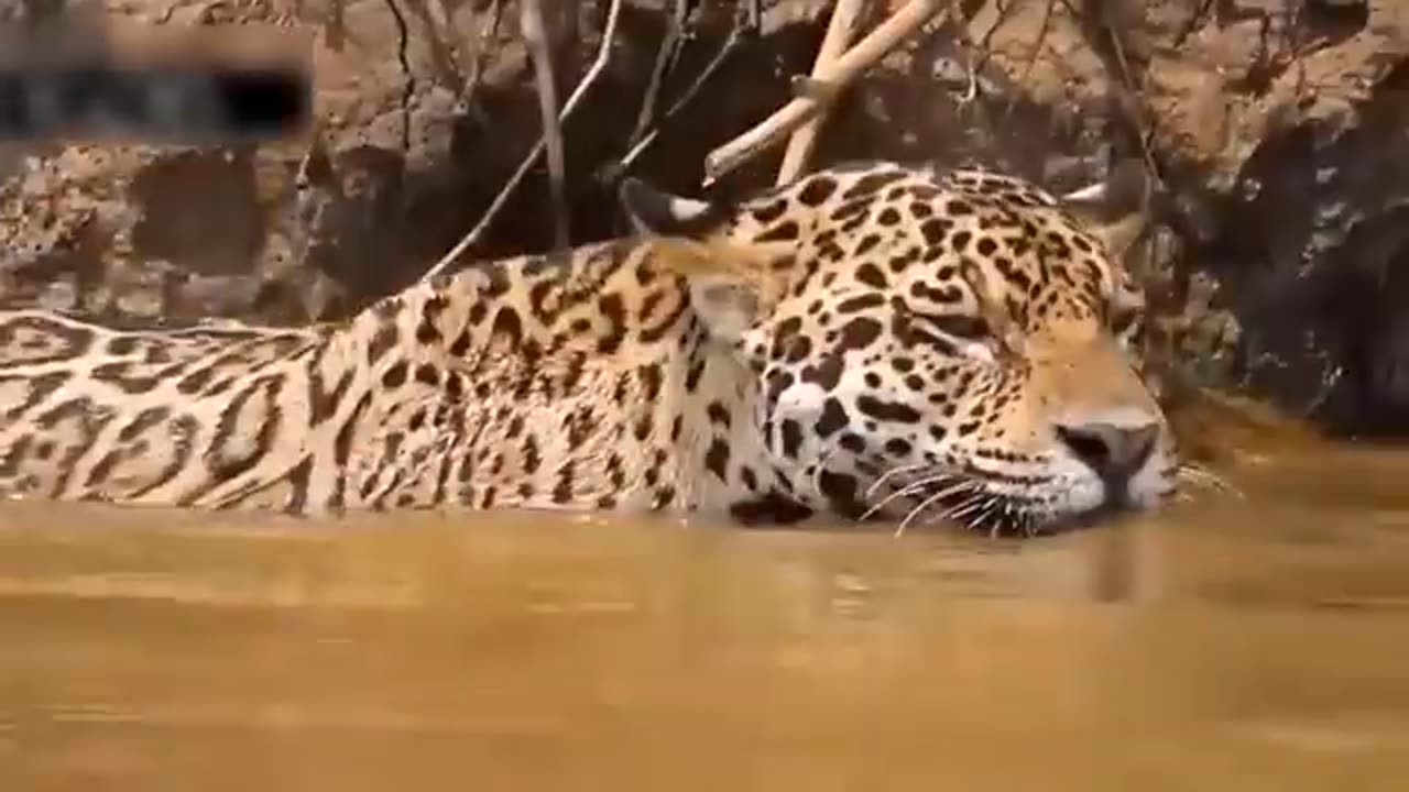 Most Amazing And Dangerous Movement of Wildlife