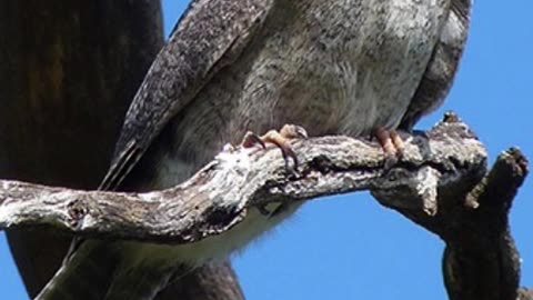 🦉✨ Discovering the Enigmatic #NewCaledonianOwletNightjar! #RareBird