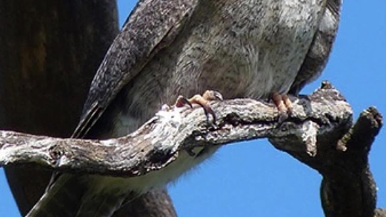 🦉✨ Discovering the Enigmatic #NewCaledonianOwletNightjar! #RareBird