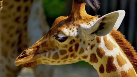 Slow Giraffe