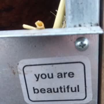 Birds are beautiful 🐔