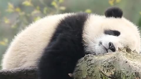 panda sleeping on tree