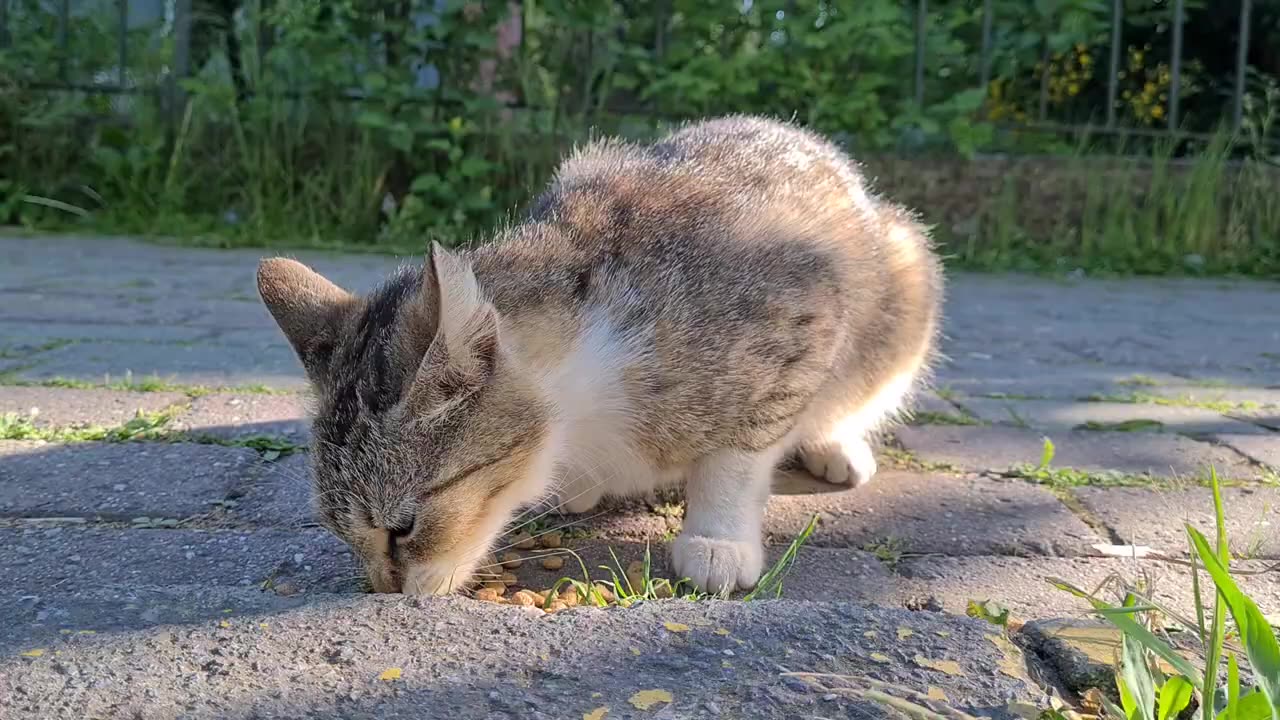 Hungry Street Cat wants food from people