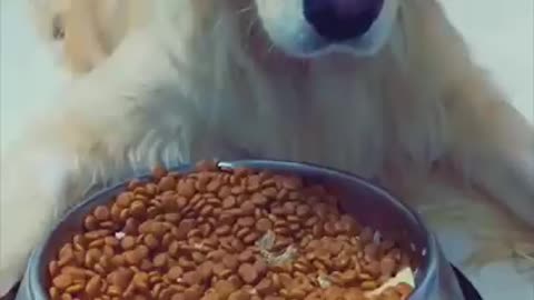 Super funny dogs videos