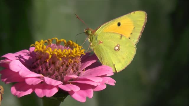 the most beautiful butterfly