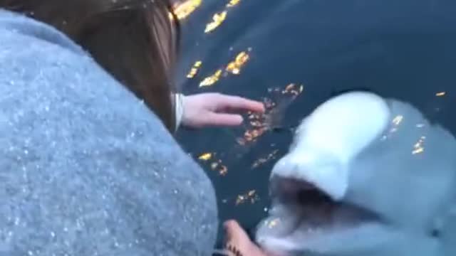 💕💕Beluga Whale Retrieves Girl's Phone