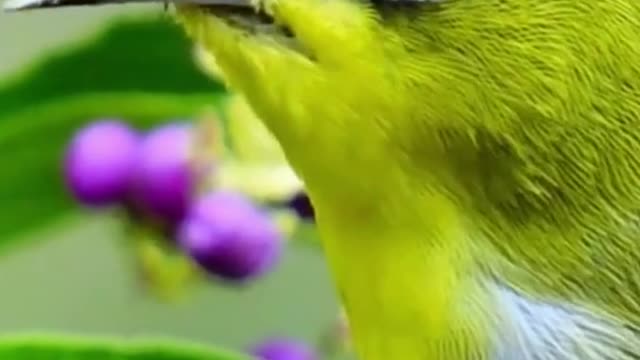 The Birds