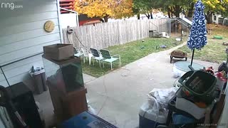 Deer Breaks Into A House