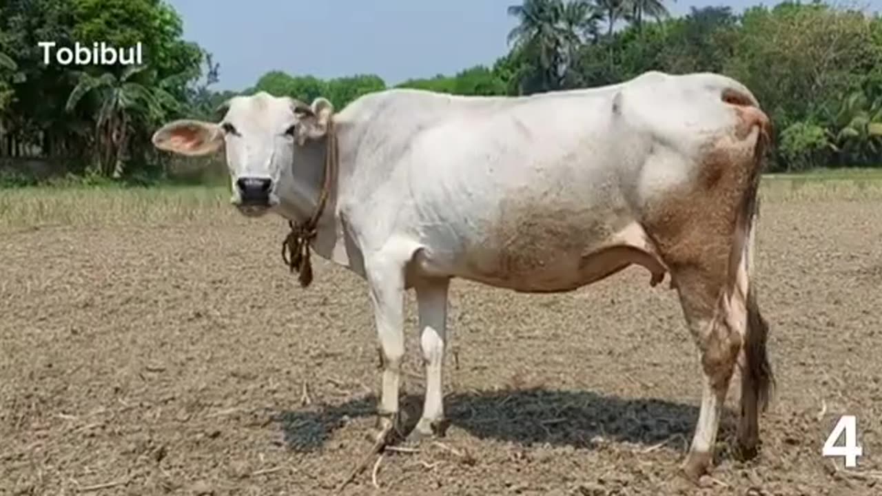 Have you ever heard the sound of a cow? Click on the video and hear the sound in a new way.