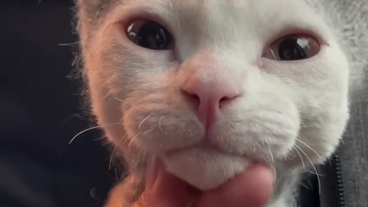 Cute Cat with Cute Hat