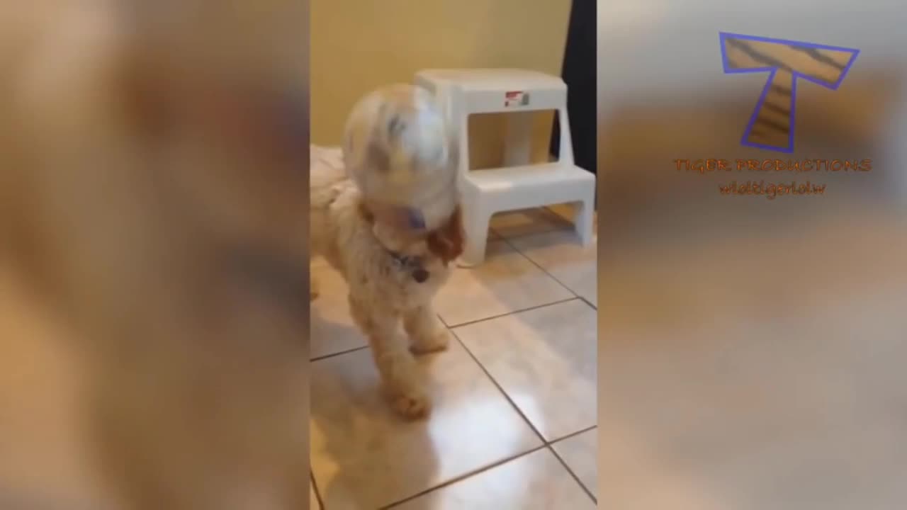 Paws and Laughter: Side-Splitting Dog Antics Compilation