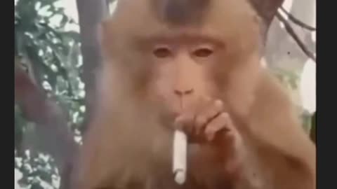 Monkey is smoking