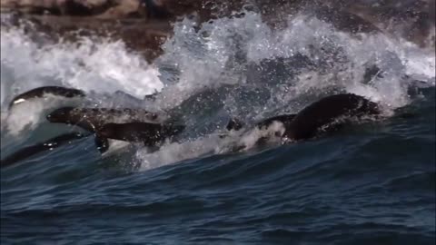 Why Can Shark Hunt Eagle Flying? Wild Life So Amazing