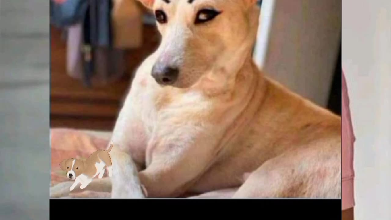 my dog bride