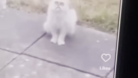 It that a cat ?