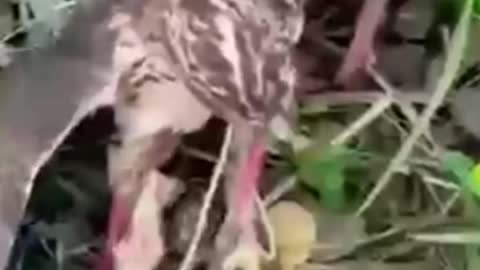 Aguai ataca frango dágua