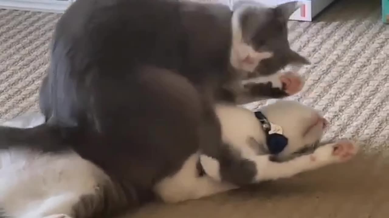 a hug between two cats