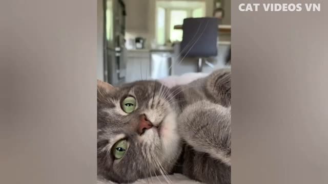 Funny and Hilarious ANIMAL Clips - Pet Compilations #18