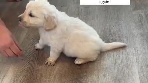 How to Train "sit" to your puppy!