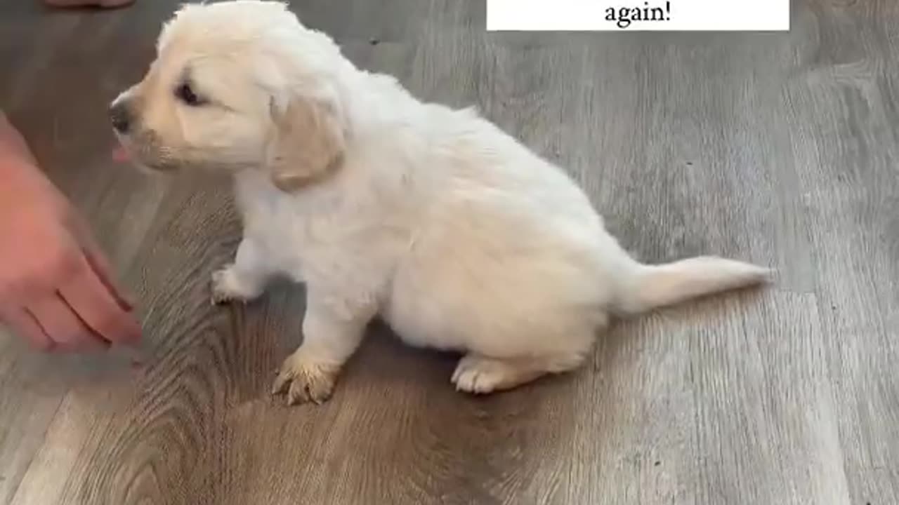 How to Train "sit" to your puppy!