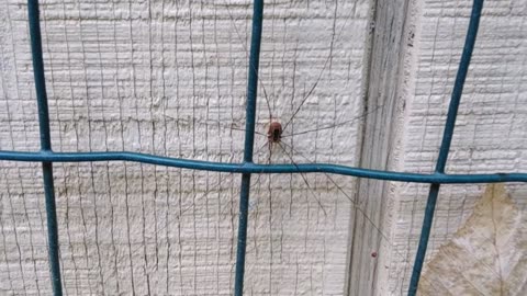 Daddy long-legs spider