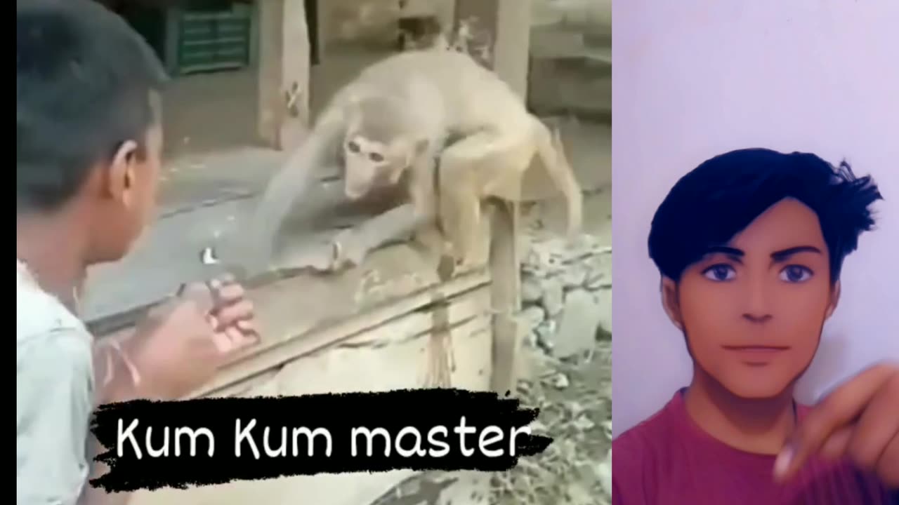 Kumfu monkey 🐒 video