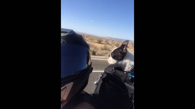 Motorcycle dogs are bad to the bone