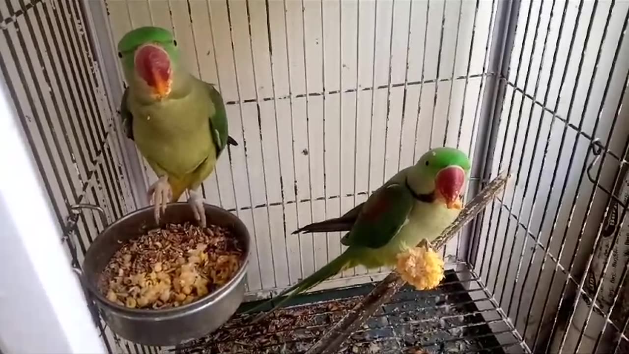 Birds