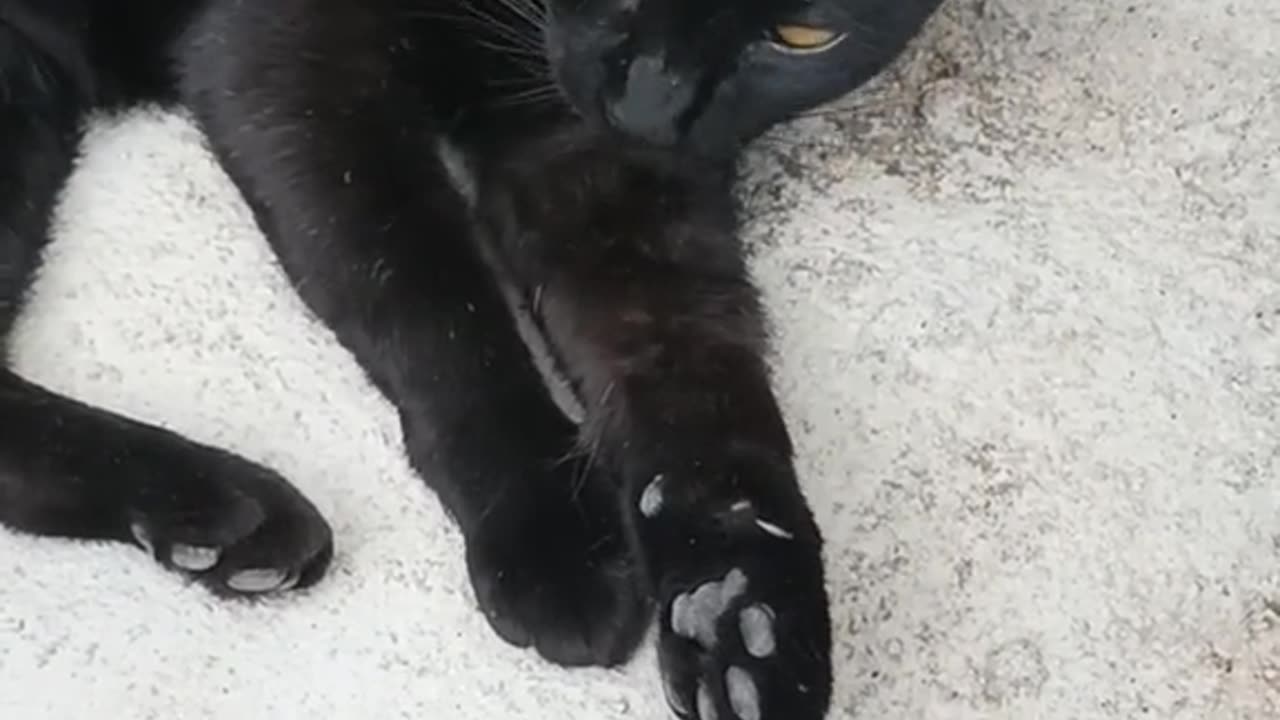 Black babe having fun