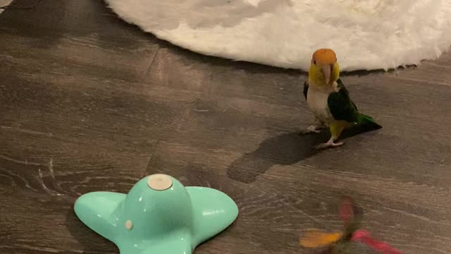 Yoshi the Parrot Tries to Understand Cat Toy