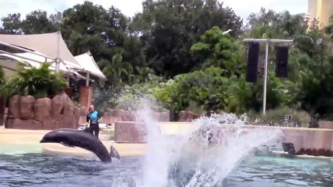 new dolphin show dolphin dolphin jumping out in water