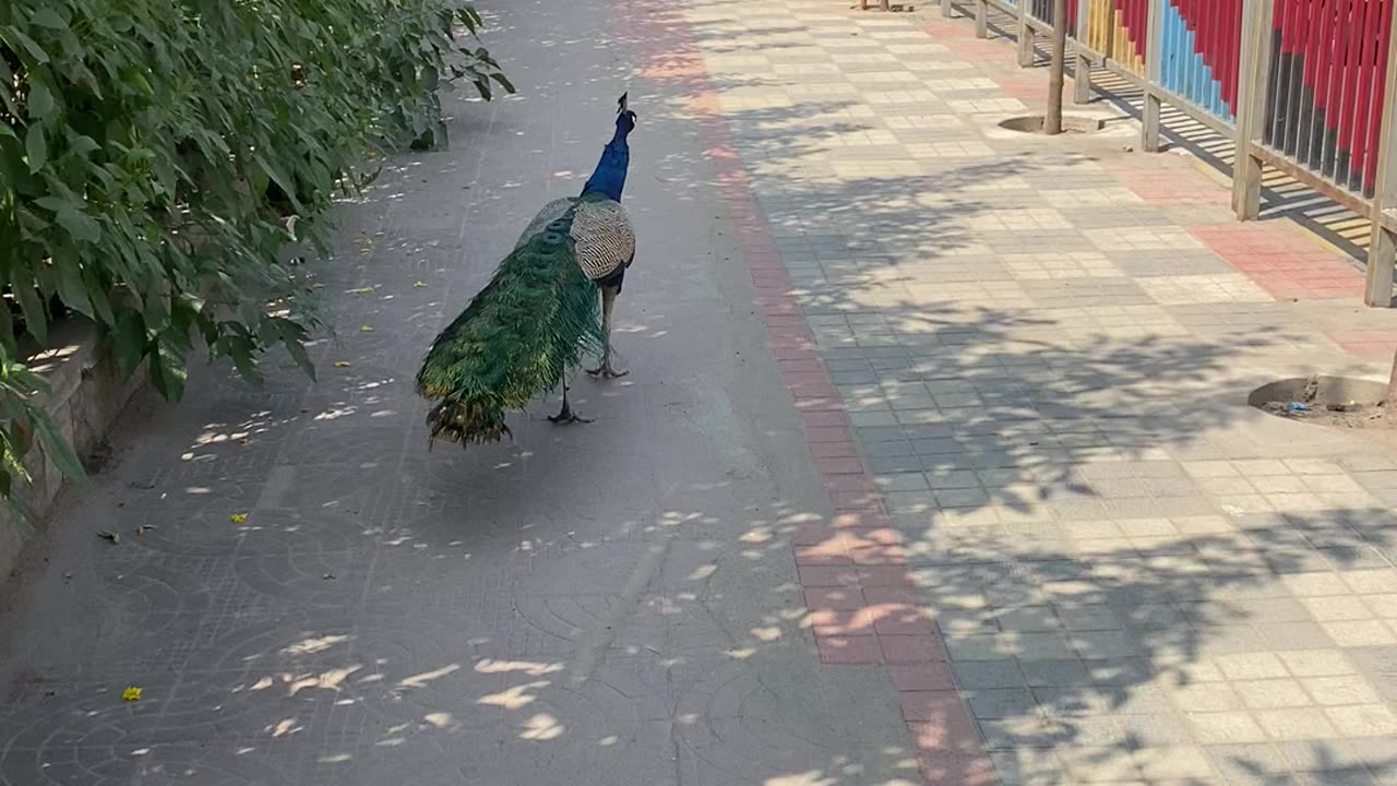 Peacocks 🦚