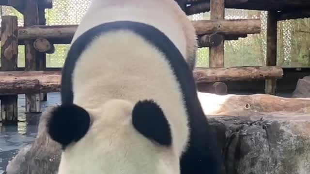 Cute enough to explode