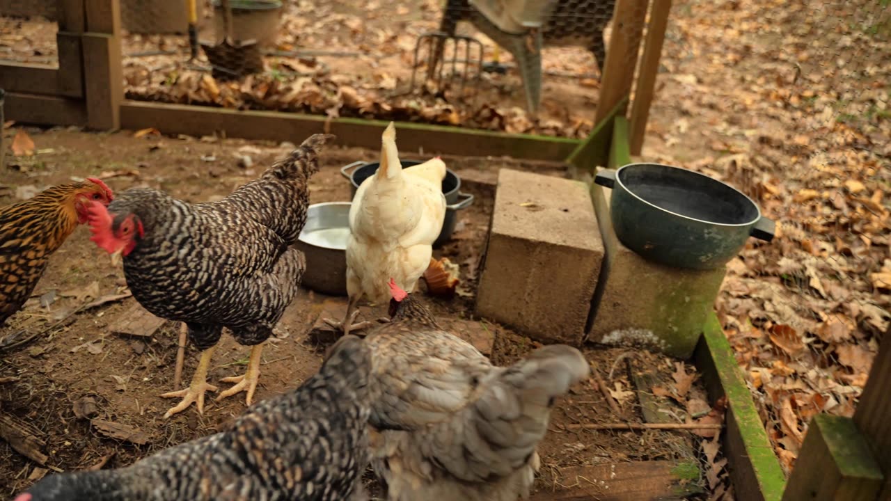 Hens vs. blueberry muffin.