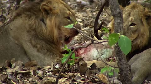 Last of the Lions - Full Film