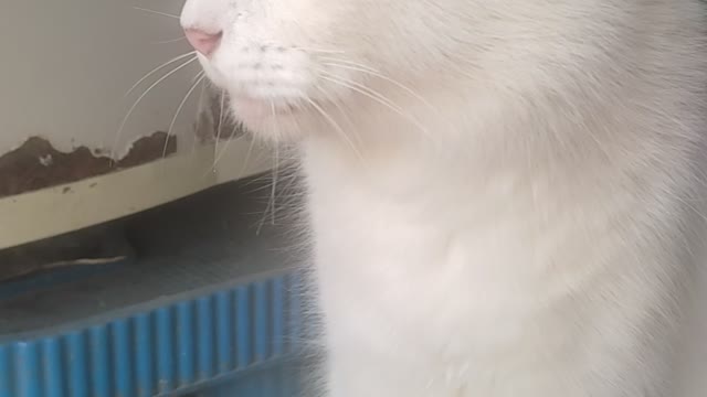 So cute i am very hungry