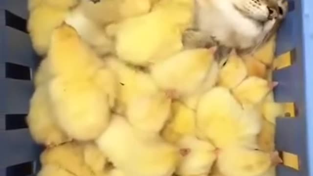 Cat Cuddling With Chicks
