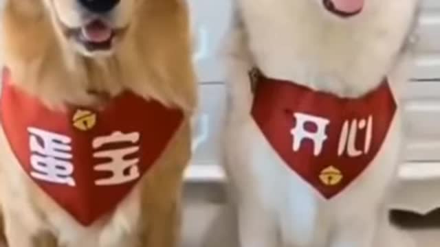 Funny dogs short video 🤣🤣