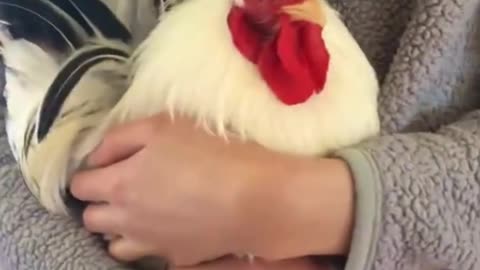 Kooji the rooster 🐔 running..
