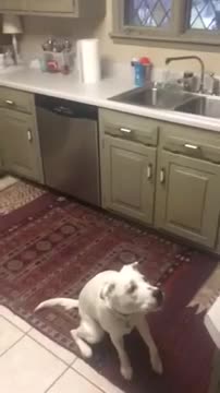 Bebé lanza pochoclo a su perro en una épica cámara lenta