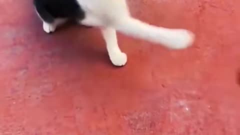 The end 😂😂#animals #funny #cat #pet #dog #funnyvideos #catsoftiktok #pets #animal #cats #🤣🤣🤣