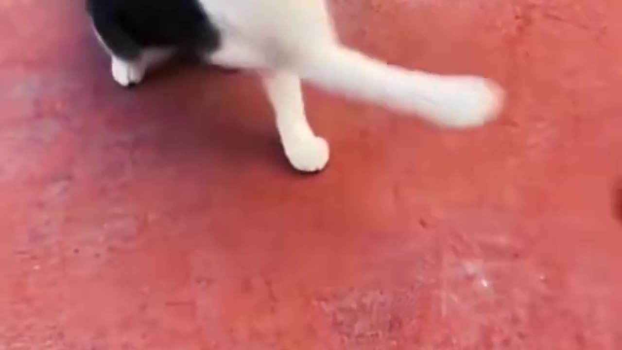 The end 😂😂#animals #funny #cat #pet #dog #funnyvideos #catsoftiktok #pets #animal #cats #🤣🤣🤣