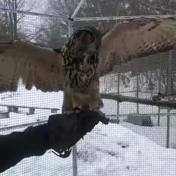 Playing with an Owl!!