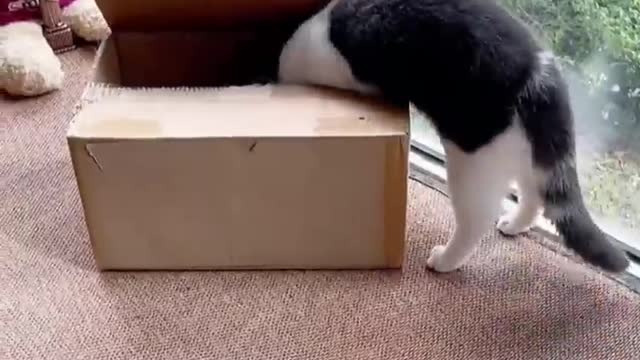 AWW Top Funny Cats And Dogs Videos