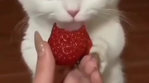 cute cat with strawberry