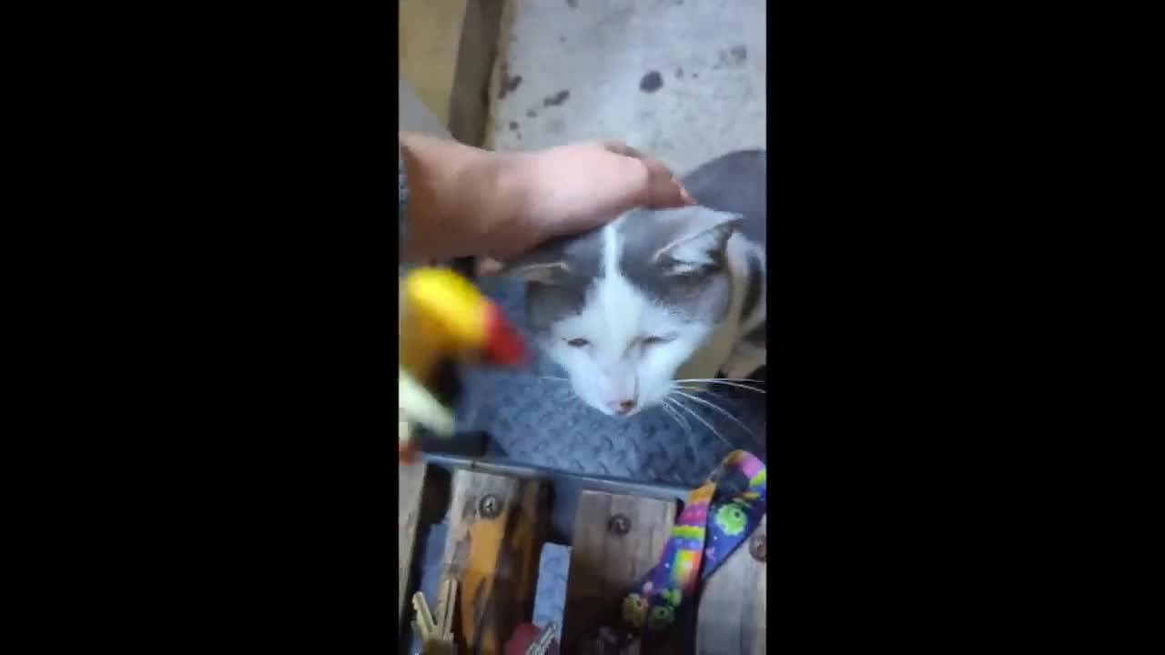 FUNNY CATS COMPILATION