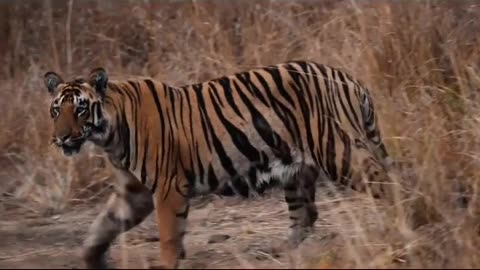 Wildlife in closer view with a natural perspective.