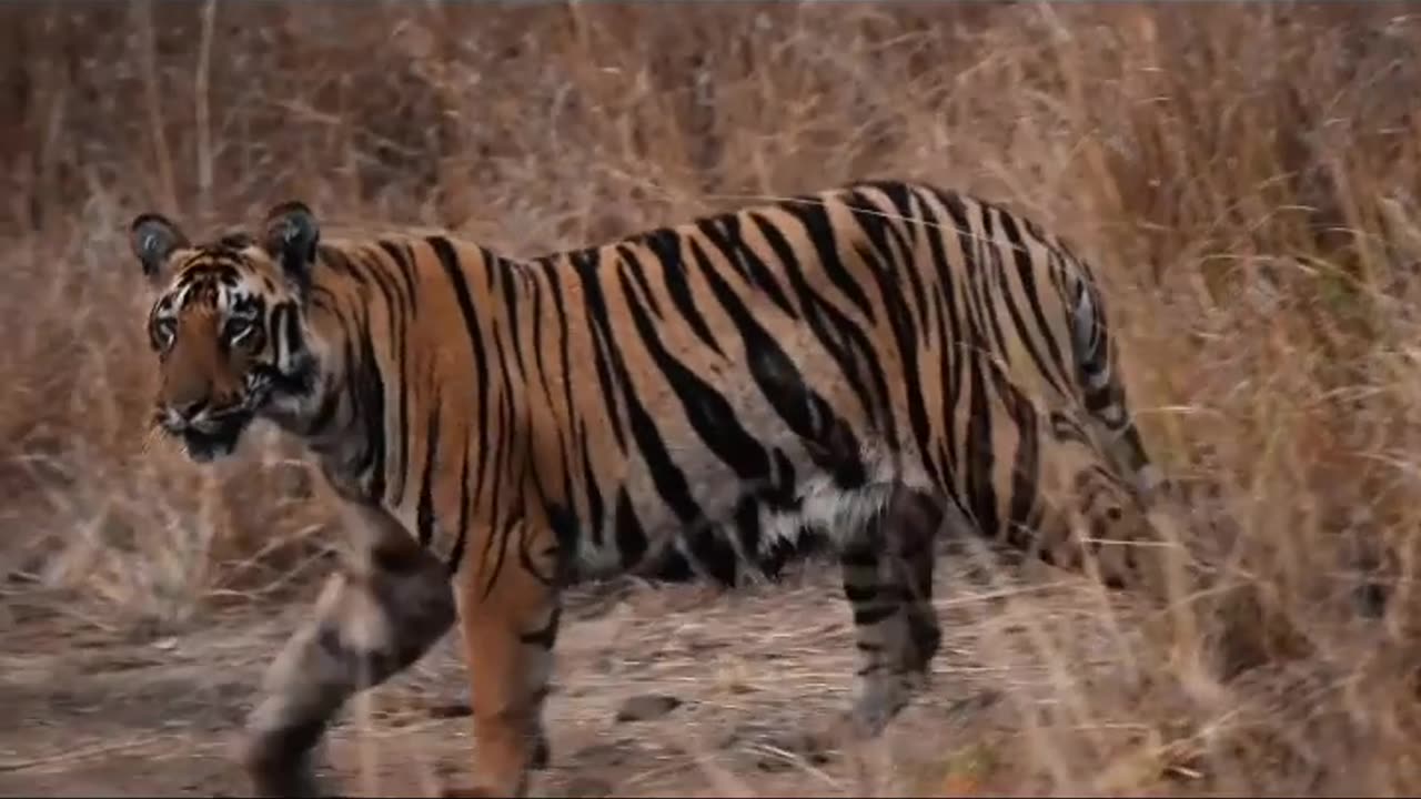 Wildlife in closer view with a natural perspective.