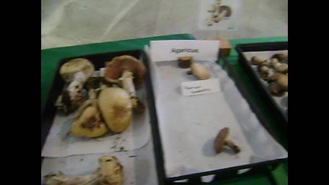 mushroom festival
