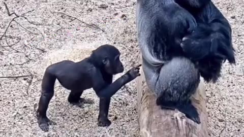 The gorilla is nosy